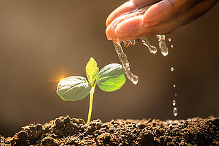 Plant seedling being watered by hand